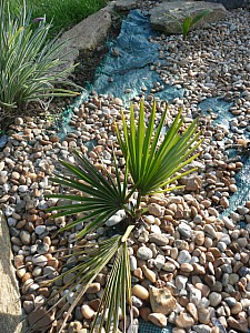 Thumbnail of A-2010.jpg