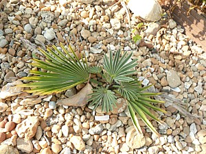 Thumbnail of A-2011.jpg