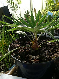 Thumbnail of B-2008.jpg