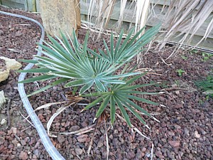 Thumbnail of C-2010.jpg