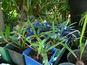 Thumbnail of Groupe-2011.jpg