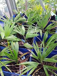 Thumbnail of Groupe-2012.jpg