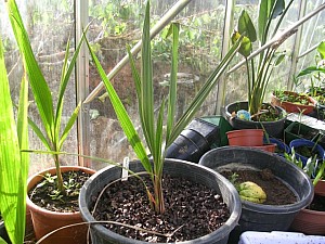 Thumbnail of 2006.jpg