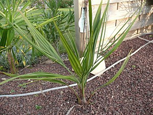 Thumbnail of 2007.jpg