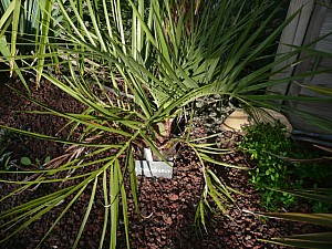 Thumbnail of 2010.jpg