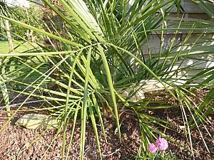 Thumbnail of 2011.jpg