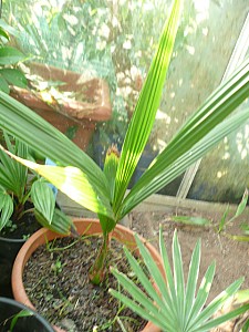 Thumbnail of A-2011.jpg