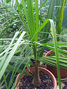 Thumbnail of A-2012.jpg