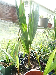 Thumbnail of C-2011.jpg