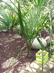 Thumbnail of C-2012.jpg