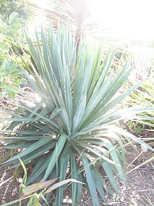 Thumbnail of 2010.jpg