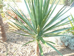 Thumbnail of 2011.jpg