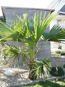 Thumbnail of 2009-.jpg