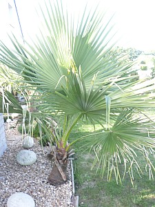 Thumbnail of 2010.jpg