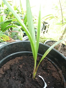 Thumbnail of 2011-B.jpg