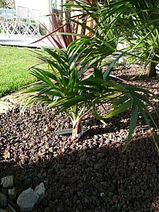 Thumbnail of 2008.jpg