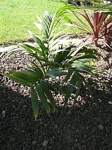 Thumbnail of 2009.jpg