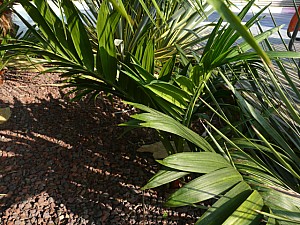 Thumbnail of 2011.jpg