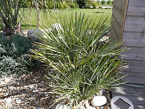 Thumbnail of 2007.jpg