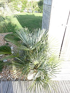 Thumbnail of 2010.jpg