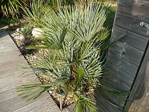 Thumbnail of 2011.jpg