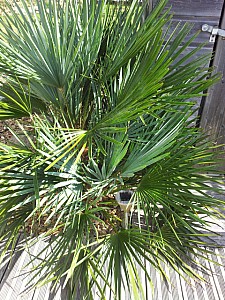 Thumbnail of 2012.jpg