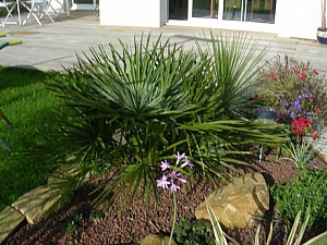 Thumbnail of a-2006.jpg