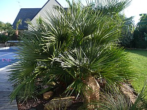 Thumbnail of a-2010.jpg