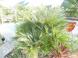 Thumbnail of a-2011.jpg