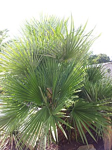 Thumbnail of a-2012.jpg