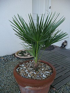 Thumbnail of b-2008.jpg