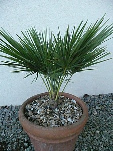 Thumbnail of b-2009.jpg