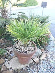 Thumbnail of b-2010.jpg