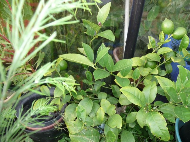 Citron vert-2007.jpg