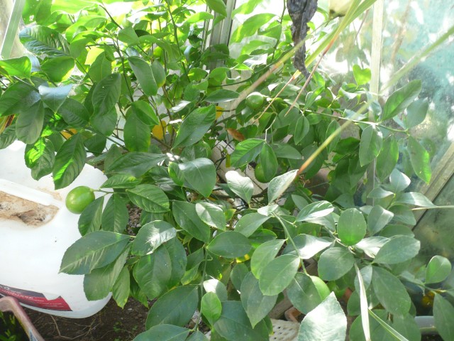 Citron vert-2010.jpg
