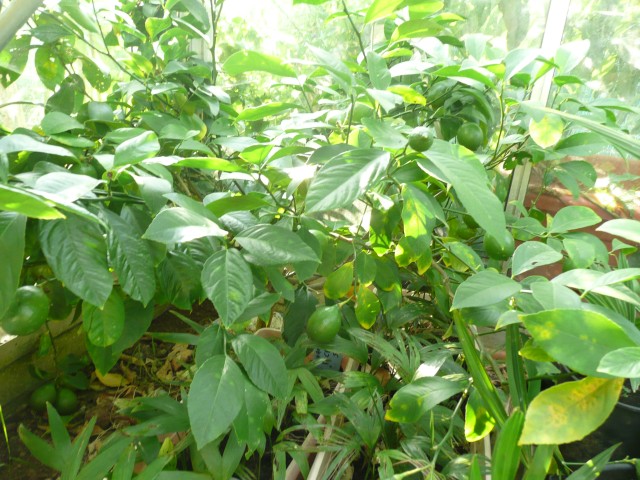 Citron vert-2011.jpg