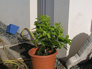 Thumbnail of Citron vert-2006.jpg