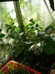 Thumbnail of Citron vert-2008.jpg