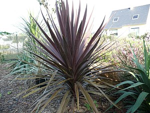 Thumbnail of B-2007.jpg