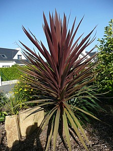 Thumbnail of b-2008.jpg