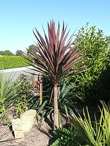 Thumbnail of b-2009.jpg