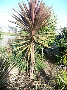 Thumbnail of b-2010.jpg