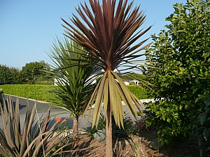 Thumbnail of b-2011.jpg