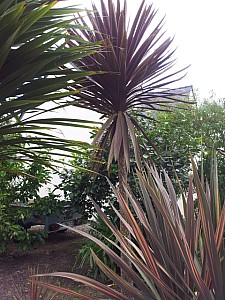 Thumbnail of b-2012.jpg