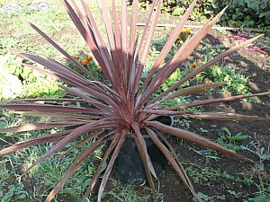 Thumbnail of C-2007.jpg