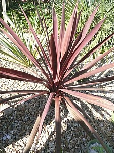 Thumbnail of C-2009-.jpg