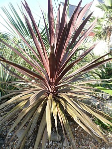 Thumbnail of C-2010.jpg