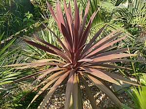 Thumbnail of C-2011.jpg