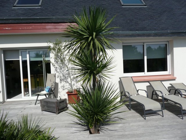cordyline-A-2007.jpg