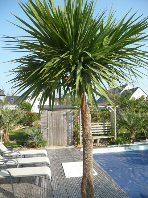 cordyline-A-2011.jpg